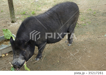 ポットベリーピッグ 太鼓腹豚の写真素材