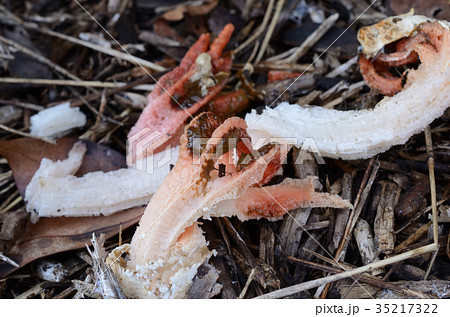 サンコタケ・三鈷茸 35217322