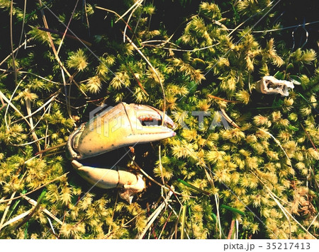 Claw of crab. Broken and dry claw on mossy stone. Claw of crab. Broken and dry claw on mossy stone. 35217413