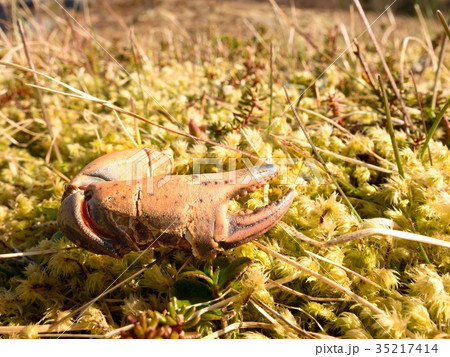 Claw of crab. Broken and dry claw isolated on moss Claw of crab. Broken and dry claw isolated on moss 35217414
