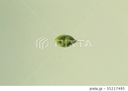 ウチワヒゲムシ（ファカス） 35217495