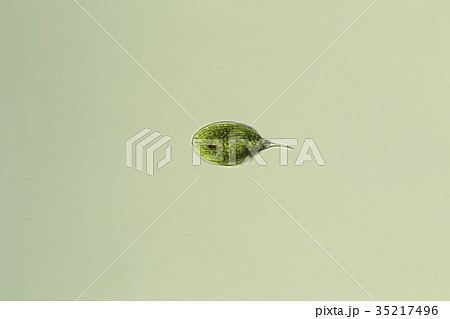 ウチワヒゲムシ(ファカス) ウチワヒゲムシ(ファカス) 35217496