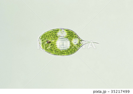 Fly pan and fly back - Stock Illustration [17537999] - PIXTA