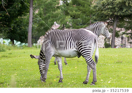 Zebra in a green savanna Zebra in a green savanna 35217539