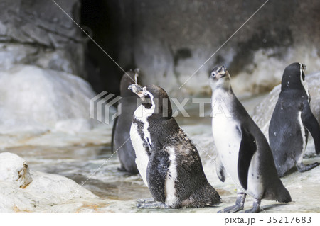 Humboldt penguin in a cave on the rocky shore 35217683