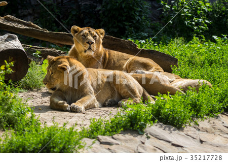 lion pride rests after hunting 35217728
