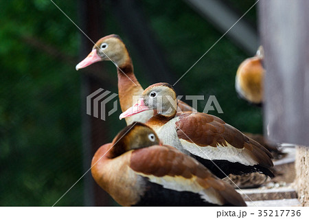 several birds are sitting by the water in a distan 35217736