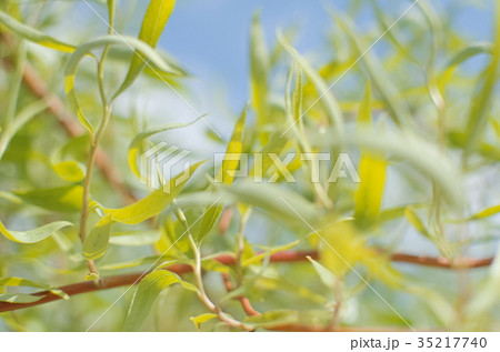 Willow Branch Closeup 35217740