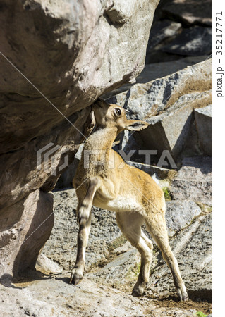 The kid of the East Caucasian tour is playing  35217771