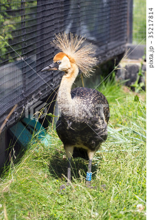 Gray Crowned Crane in an enclosure Zimbabwe 35217814