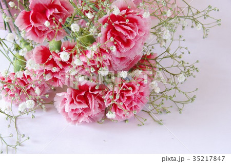 カーネーション 35217847