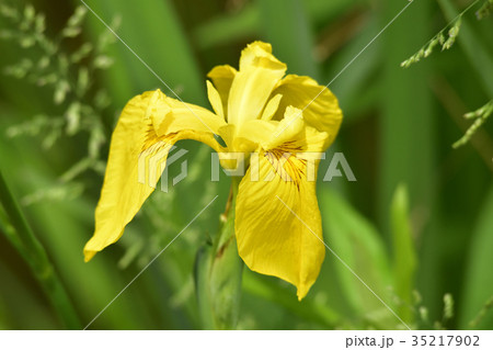 京都市美術館　庭園（キショウブ） 35217902