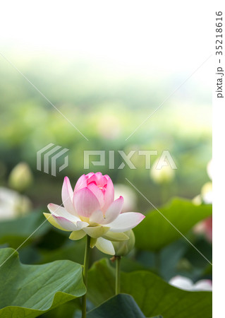 蓮の花 蓮の花 35218616