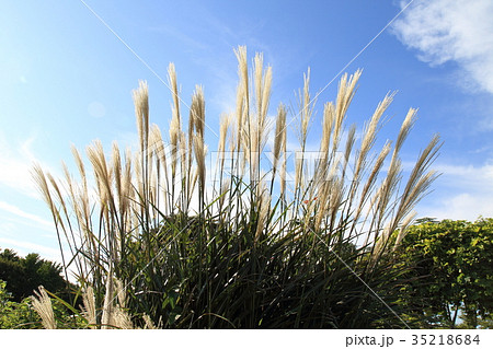 秋のパンパスグラス 35218684
