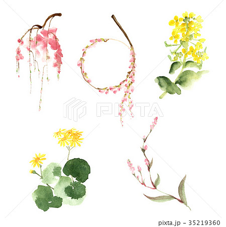 五草花 35219360