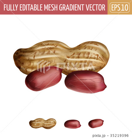Peanuts on white background. Vector illustration Peanuts on white background. Vector illustration 35219396
