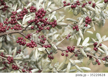 マルバアキグミ マルバアキグミ 35220628