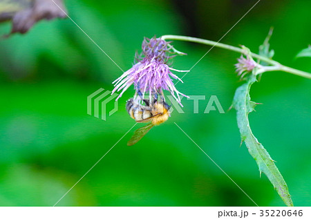 ノアザミの蜜をすうマルハナバチ ノアザミの蜜をすうマルハナバチ 35220646