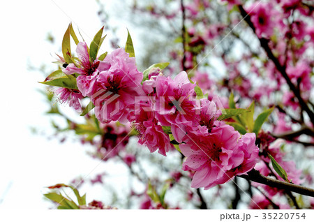 桃の花 35220754