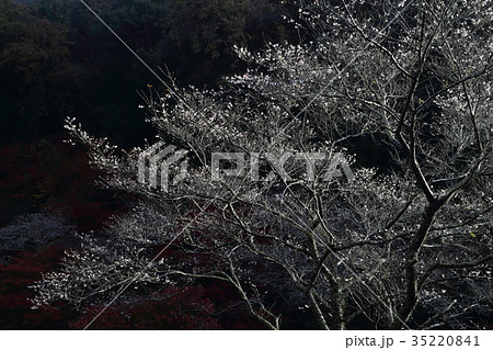 川見四季桜の里 35220841