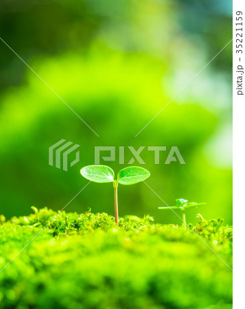 植物の芽生えの写真素材