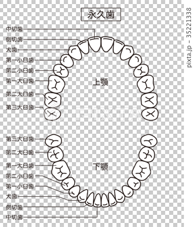永久牙齒的名稱 35221338