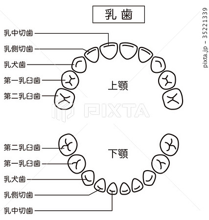 乳歯 歯の名称のイラスト素材