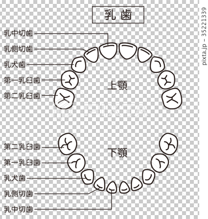 牙齒的名稱 35221339
