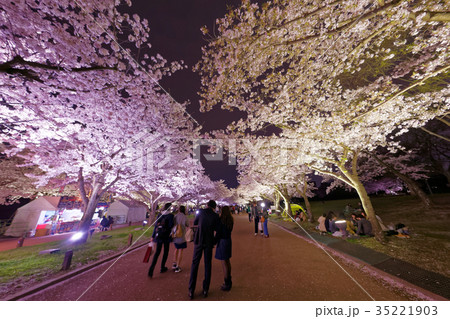夜桜 万博公園の写真素材