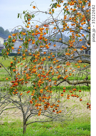 柿の木のある風景 柿の木のある風景 35222682