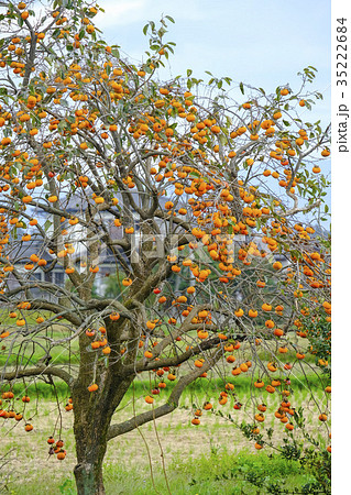 柿の木のある風景 の写真素材 [35222684] - PIXTA