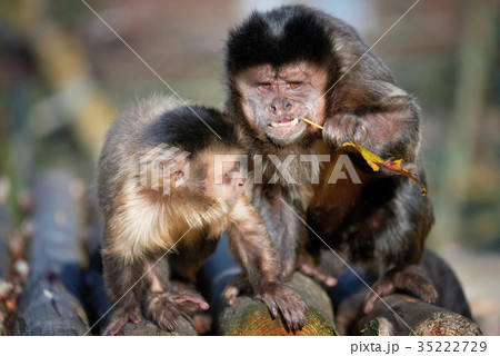 Capuchin monkey 35222729