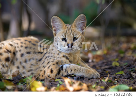 Serval cat (Felis serval) 35222736