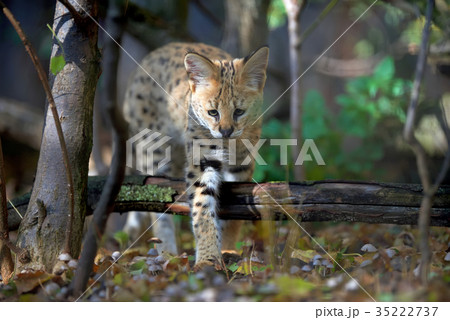 Serval cat (Felis serval) 35222737