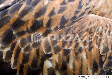 Eagle feather texture Eagle feather texture 35222741