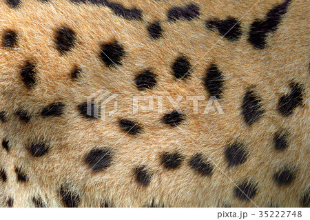 Real texture of serval cat fur 35222748