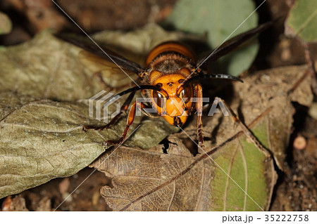 生き物　昆虫　オオスズメバチ、オスです。メスに比べて面長で団子鼻（頭盾）の下の境目が直線的 35222758