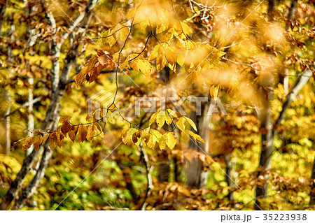青森市八甲田の紅葉 青森市八甲田の紅葉 35223938