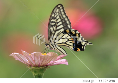 百日草とナミアゲハ 35224090