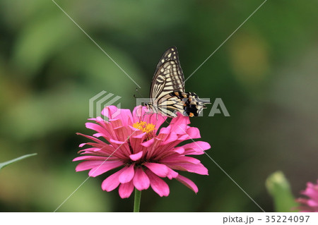 百日草とナミアゲハ 百日草とナミアゲハ 35224097