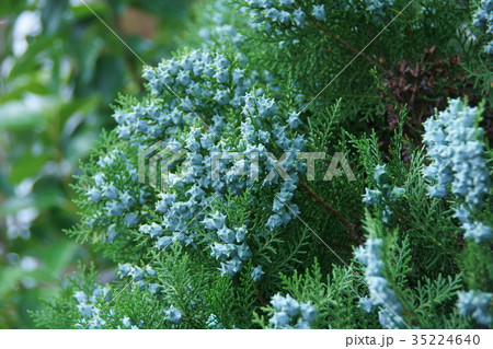 児手柏　コノテガシワの実 35224640