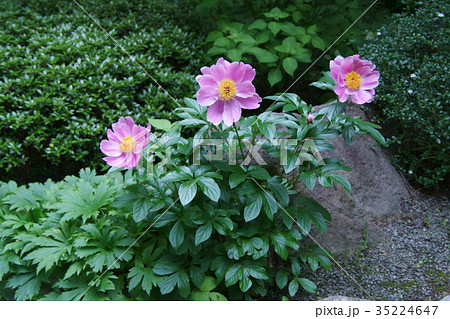 芍薬 シャクヤク 花言葉は「恥じらい」 芍薬 シャクヤク 花言葉は「恥じらい」 35224647