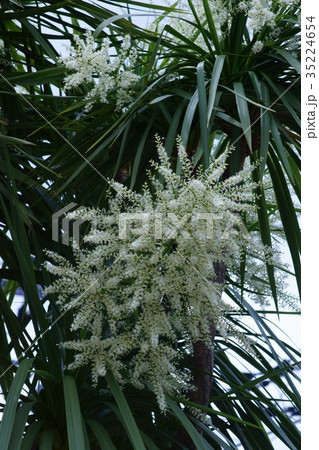 匂棕櫚蘭 ニオイシュロラン 花言葉は 真実 の写真素材