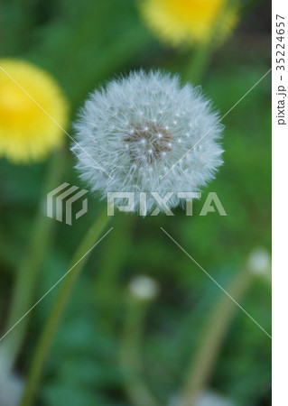 西洋蒲公英 タンポポ 花言葉は 真心の愛 の写真素材