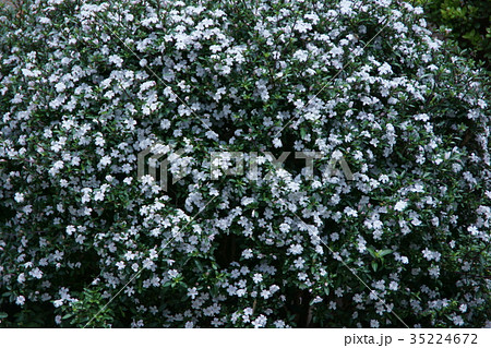 白丁花 ハクチョウゲ 花言葉は 純愛 の写真素材