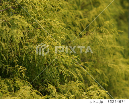 フィリフェラオーレア　檜葉 35224674