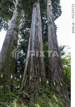 小国両神社御神木 小国両神社御神木 35224712