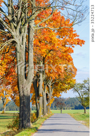 Autumn landscape with fall colored trees 35224713