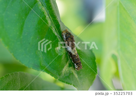 アゲハチョウの幼虫 35225703