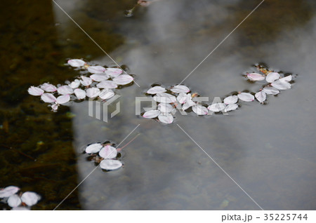 水面に浮かぶ桜の花びら(浅間大社/静岡県富士宮市宮町1-1) 水面に浮かぶ桜の花びら(浅間大社/静岡県富士宮市宮町1-1) 35225744